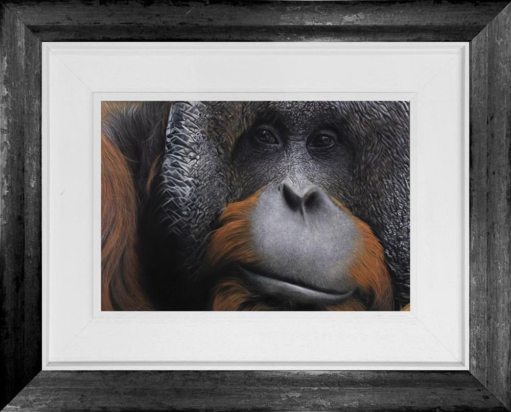 Orangutan
